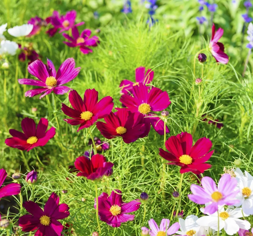 Cosmos Sensation Mixed Seeds