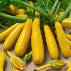 Squash Imported Yellow Seeds