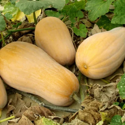 Squash Waltham Butternut Seeds Packet – High Germination Seeds for Home and Farm Gardening