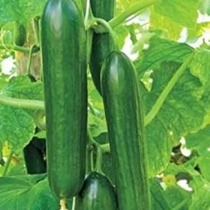 Cucumber Sultan Seeds Packet – High Germination Seeds for Home and Farm Gardening