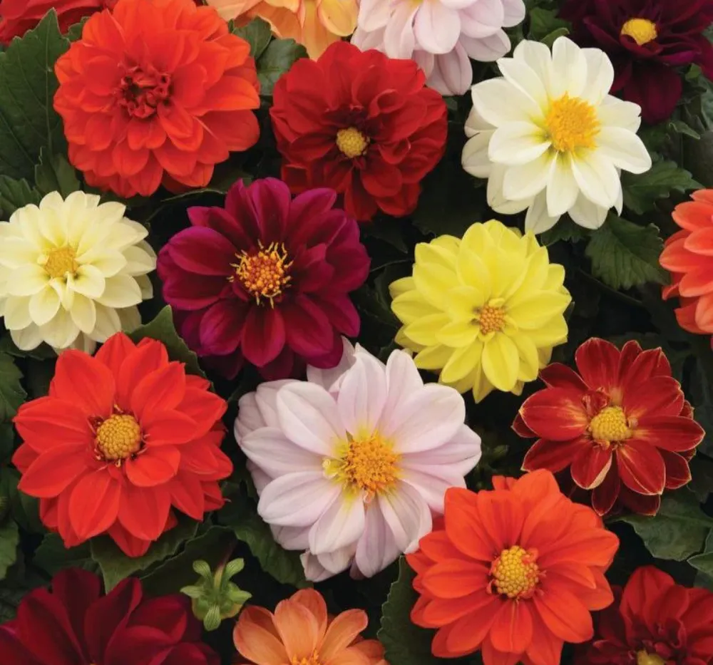 Dahlia Figaro Mixed Seeds