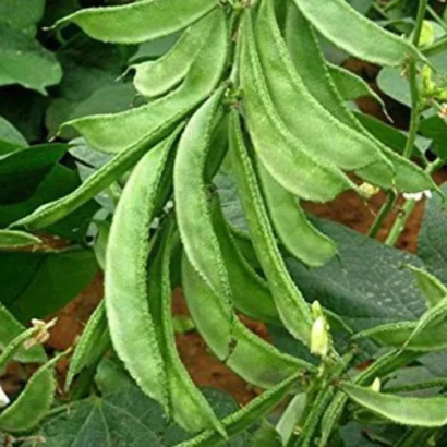 Close-Up of Dolichos Bush (Chettu Chikkudu) Pods – Tender, Long, and Nutritious