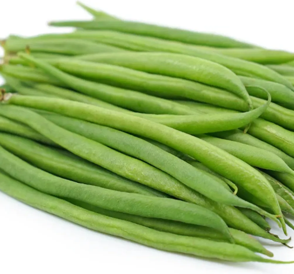 France Beans OS Imported Black – Healthy Bean Plant with High Yield Green Pods France Beans OS Imported Black Plant with Green Pods – Hybrid Imported Variety for Home Garden and Farm