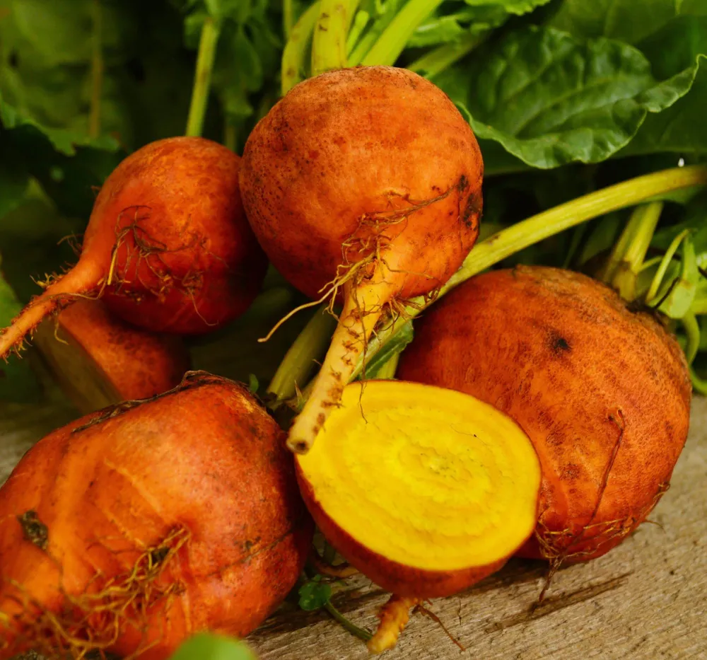 Imported Golden Beet Root Seeds