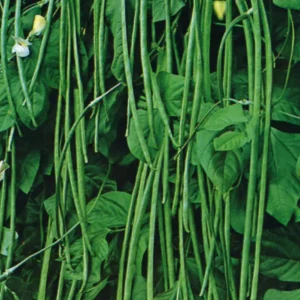 Close-up of Imported Yard Long Beans – Fresh Long Green Pods Ideal for Cooking and Sale