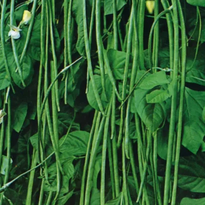 Close-up of Imported Yard Long Beans – Fresh Long Green Pods Ideal for Cooking and Sale