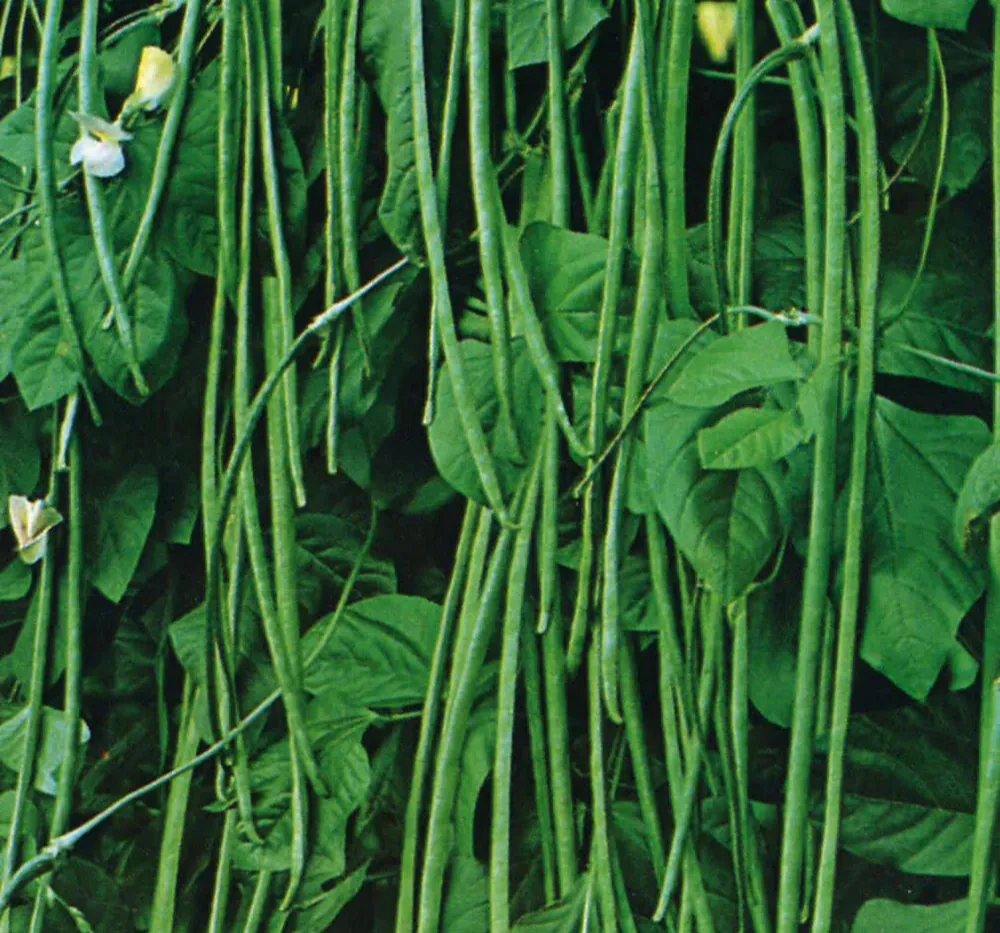 Close-up of Imported Yard Long Beans – Fresh Long Green Pods Ideal for Cooking and Sale