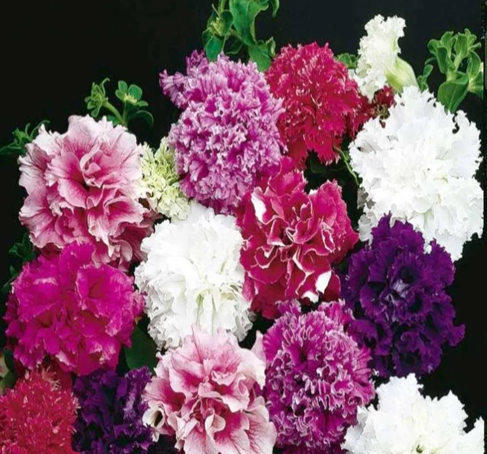 F1 Petunia Glorious Double Mixed Seeds