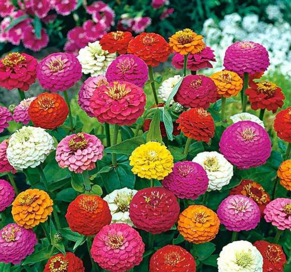 F1 Zinnia Mixed Seeds