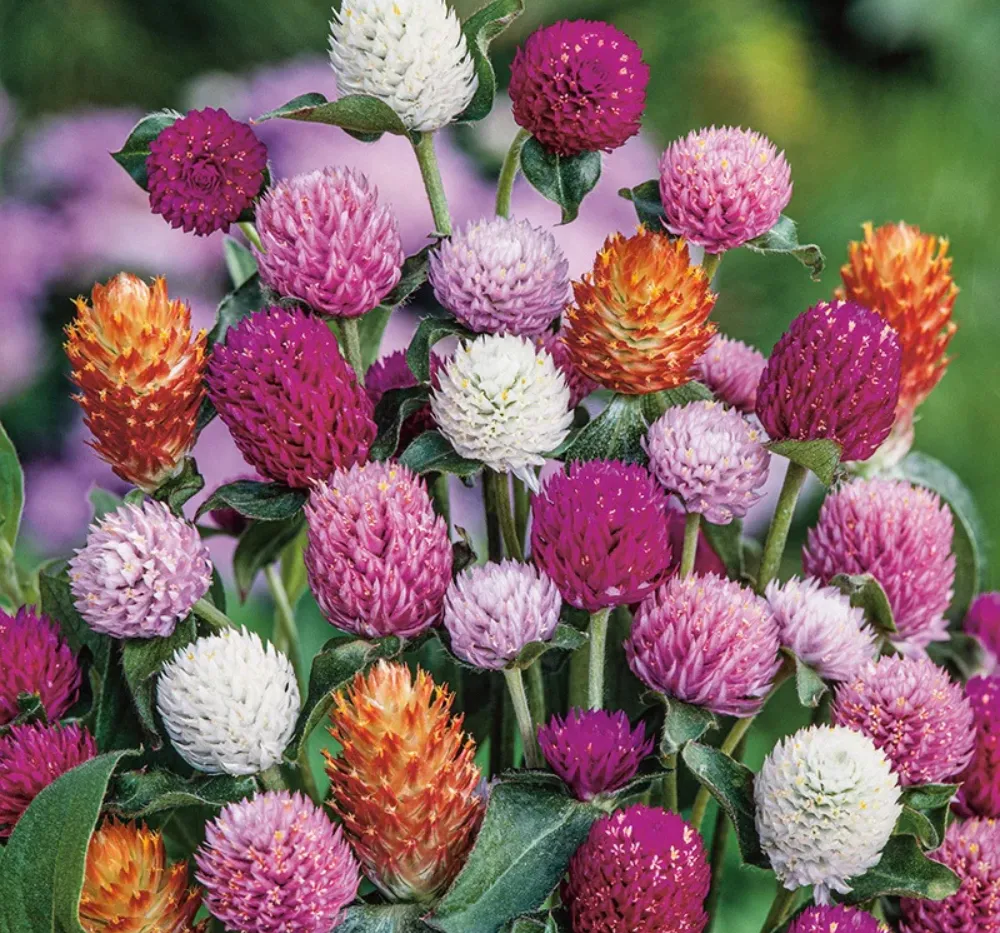 Gomphrena Globe Mixed Seeds