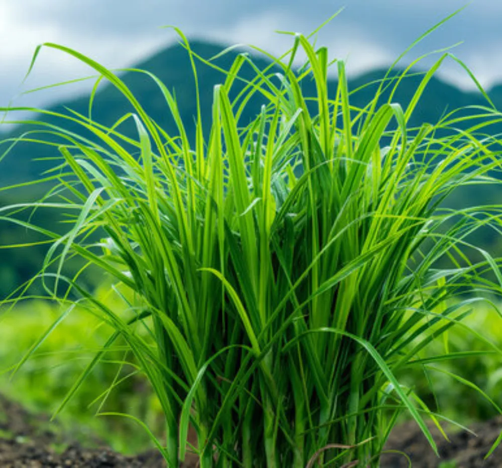Lemon Grass Seeds