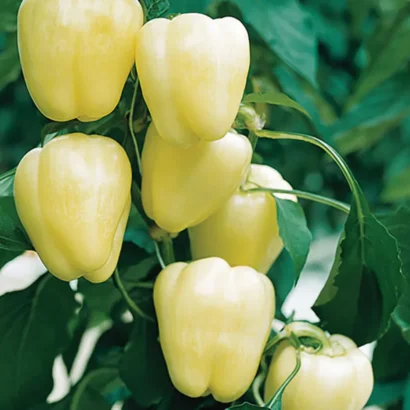 Bell Pepper Ivory White