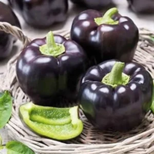 Bell Pepper Purple Black