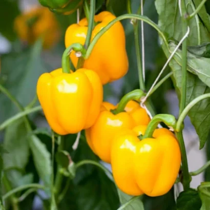 BellPepper Mini Yellow Imported