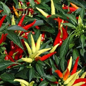 Chilli Surya Pariksha