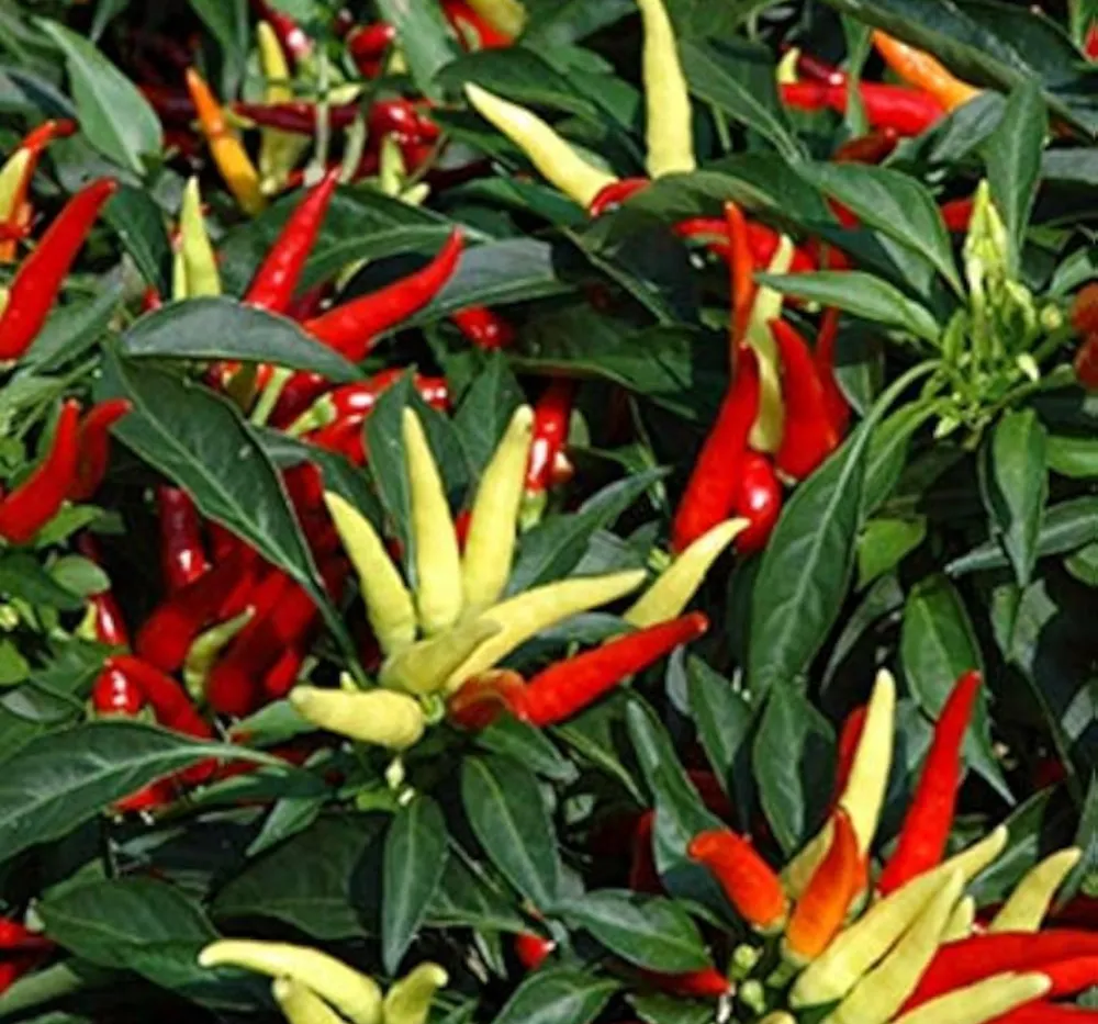 3 Chilli Surya Pariksha