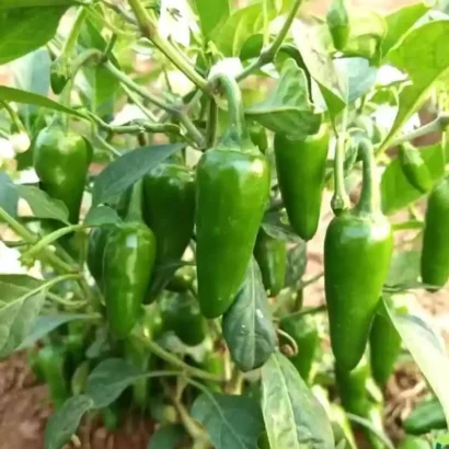 Chilli Vasudha