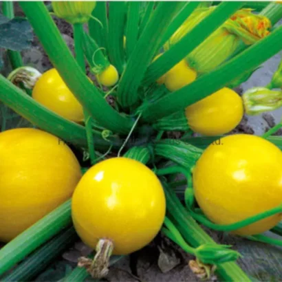 Tomato Plum Yellow