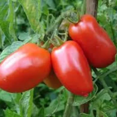 Tomato San Marzano 3 Seeds