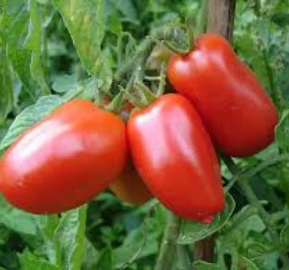 Tomato San Marzano 3 Seeds