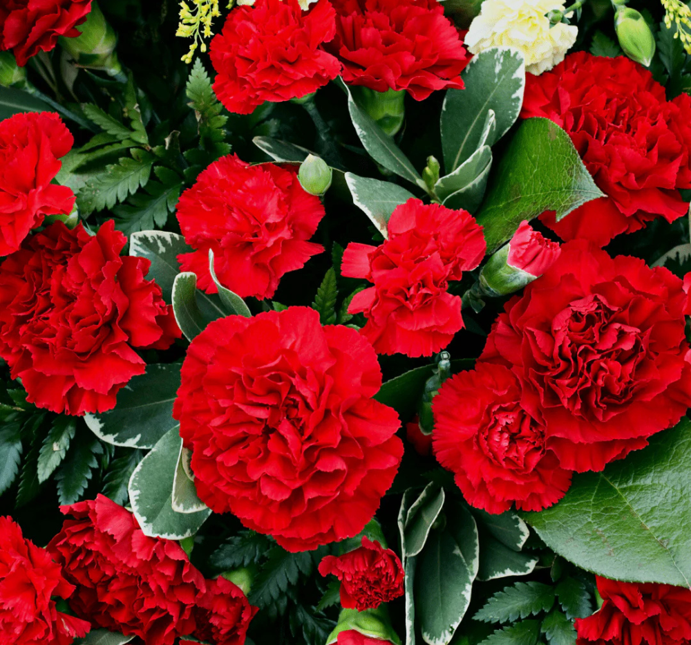 Carnation Giant Chabaud Mixed