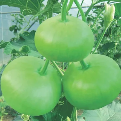 Bottle Gourd Round (Sorakaya / Amapakaya) Seeds