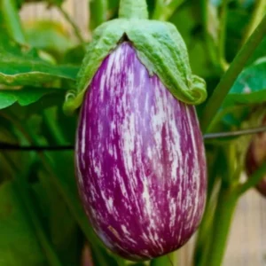 Brinjal MK 24 (Sarala Vankaya) Seeds