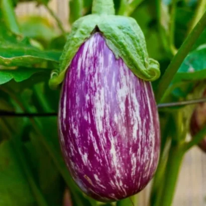 Brinjal MK 24 (Sarala Vankaya) Seeds