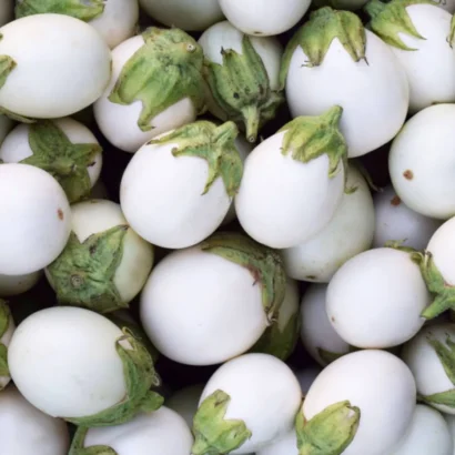 Brinjal White