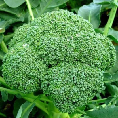 Broccoli Anastya Seeds
