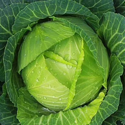 Cabbage Deep Shikha Seeds