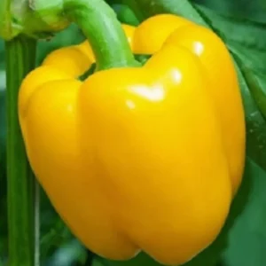 Capsicum Yellow Seeds