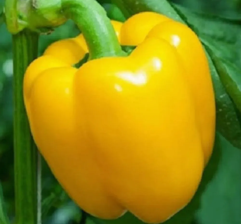 Capsicum Yellow Seeds