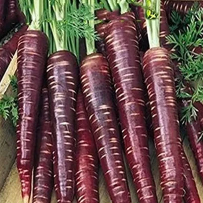 Carrot Black Wonder (Black Carrot) Seeds