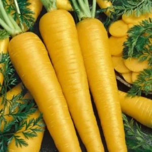 Carrot Yellow Taborska Z (Yellow Carrot) Seeds