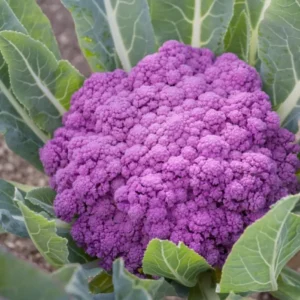 Cauliflower Di iVioletto (Violet Cauliflower) Seeds