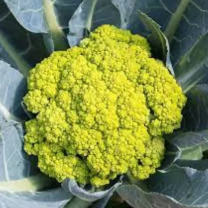 Cauliflower Verde Di Macerata (Green Cauliflower) Seeds