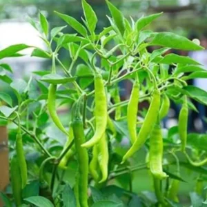 Chilli Crypton 10 (Mirapakaya) Seeds