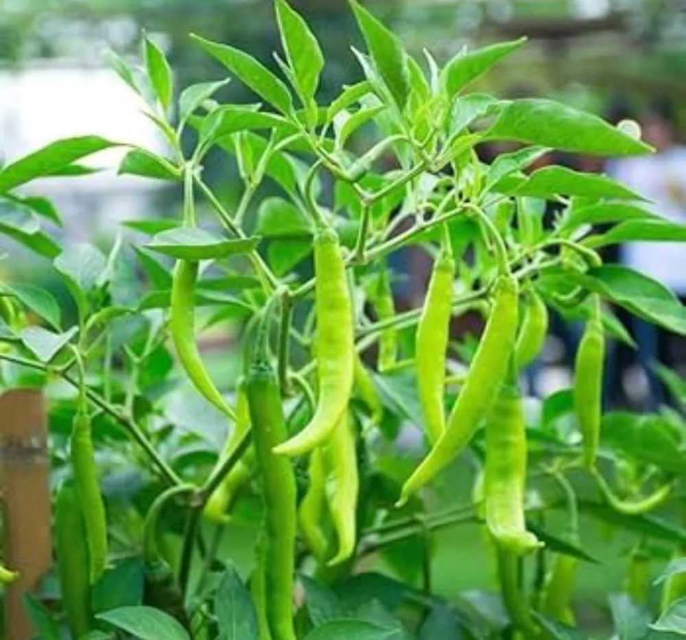 Chilli Crypton 10 (Mirapakaya) Seeds