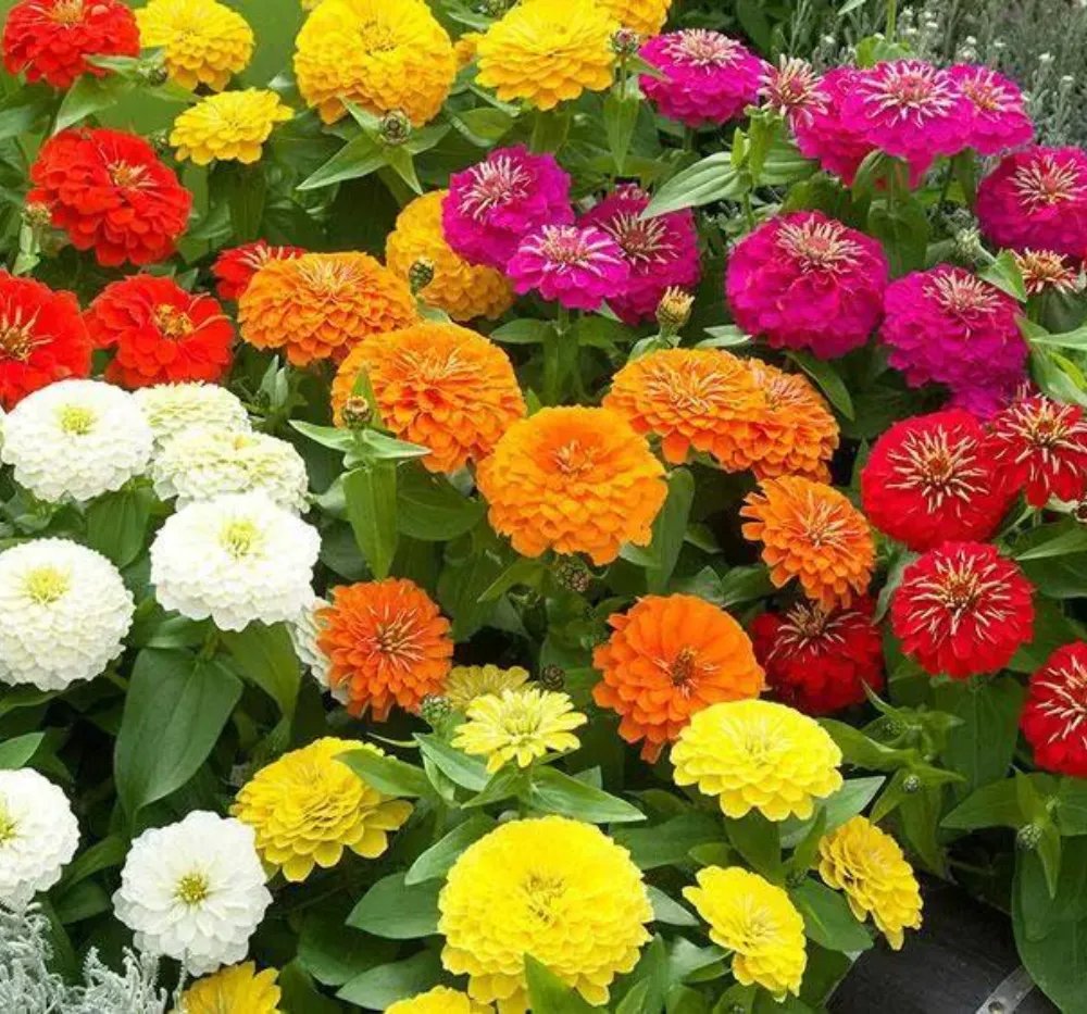F1 Zinnia Mixed Seeds