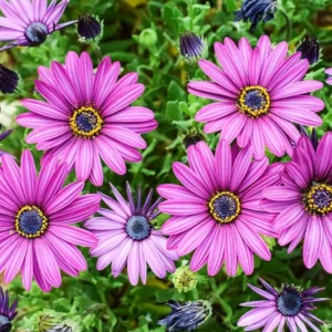 Osteospermum Demorphoteca Mixed Seeds