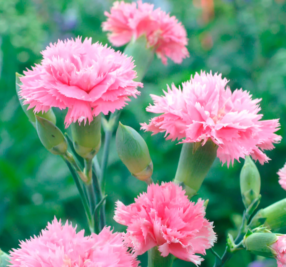 Carnation Giant Chabaud Mixed