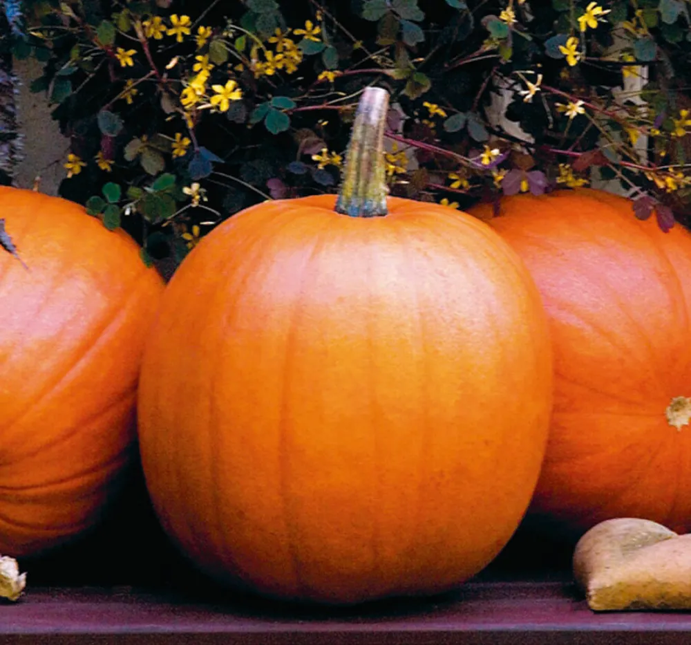 Pumpkin Surya 15+Seeds