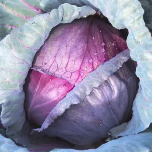 Red Cabbage Imported Topas 30+Seeds