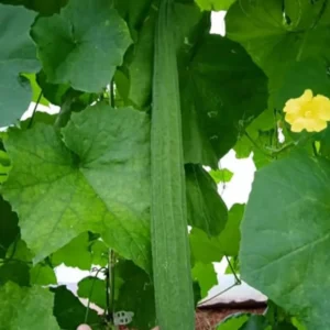 Ridge Gourd 30+Seeds