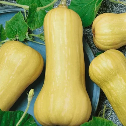 Freshly Harvested Squash Waltham Butternut in Basket – Large, Tender, and Healthy Vegetables
