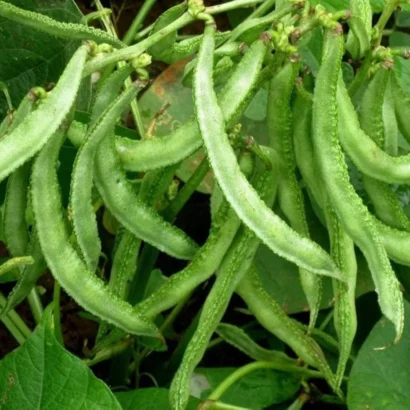 Dolichos Bush (Chettu Chikkudu) Plant with Pods – All Season Legume for Home Garden and Farm