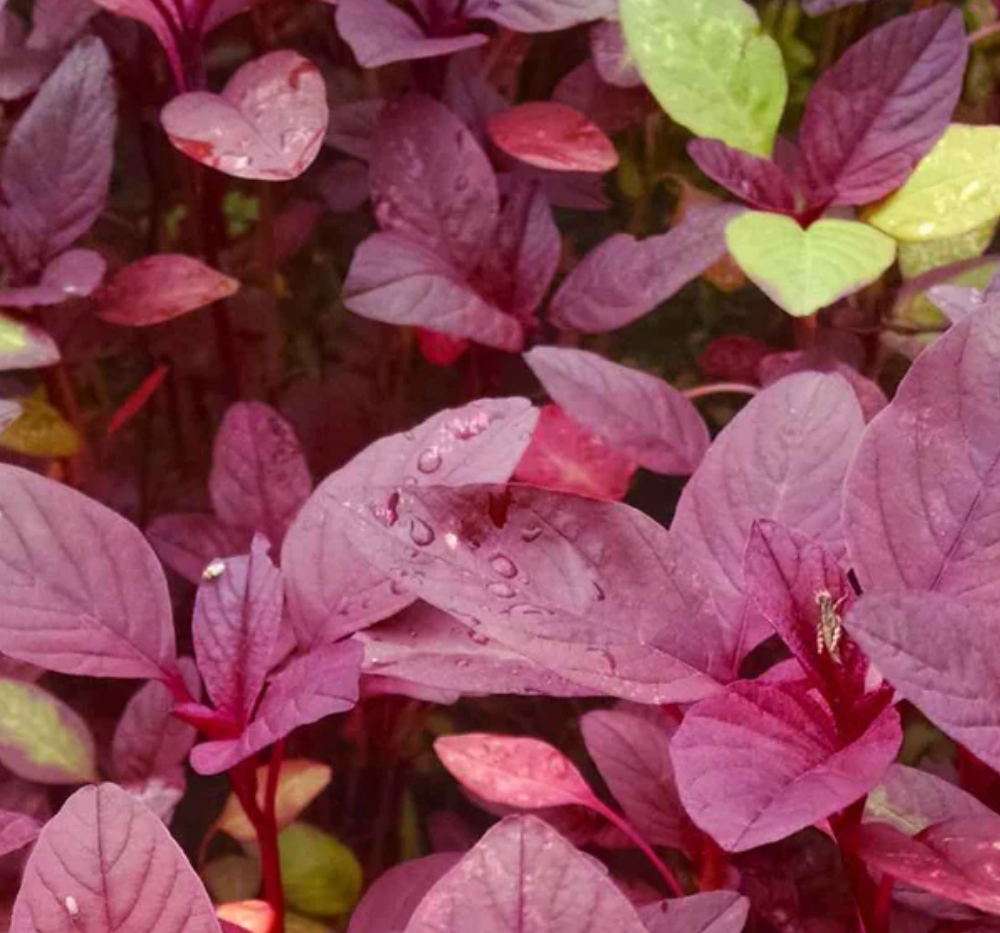 Amaranthus Red (Thotakura)
