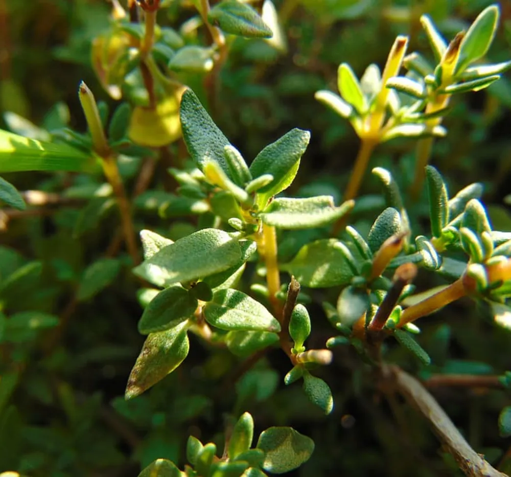 Thyme Seeds