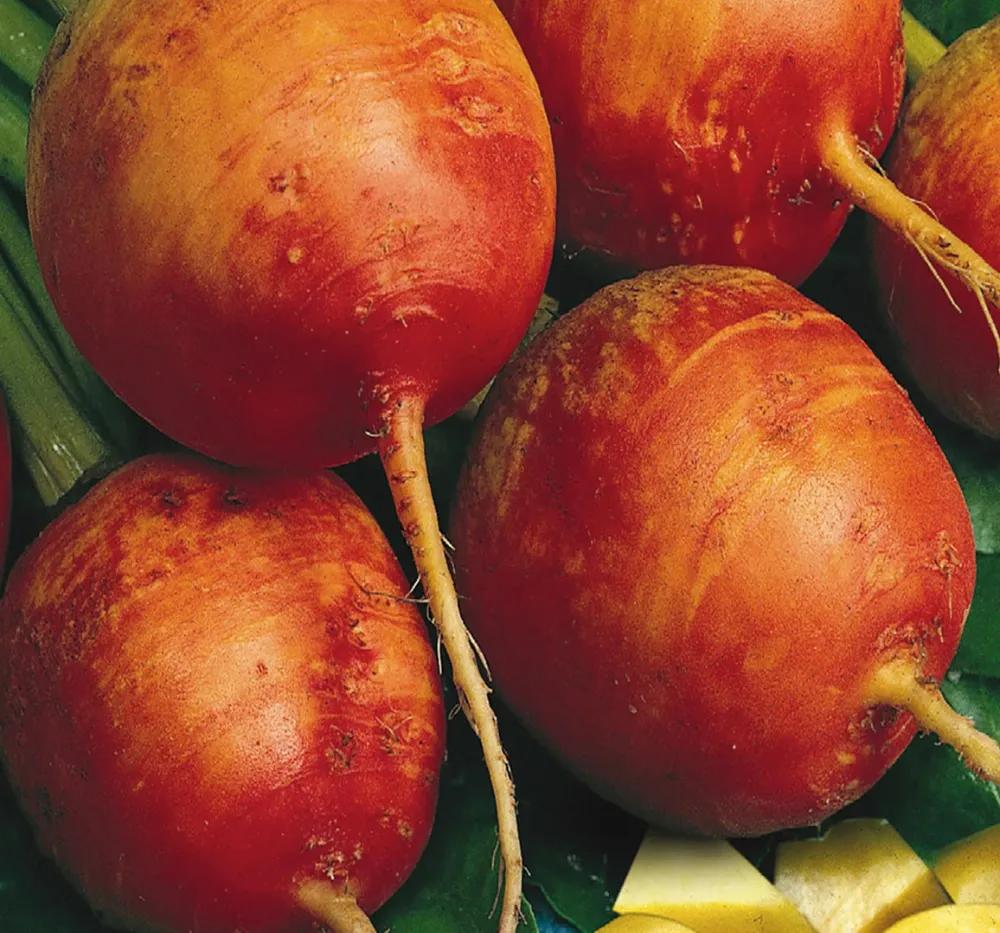 Imported Golden Beet Root Seeds